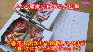 ２番花の出かたで比較してみます（１番花では大きな差はなかったです）　いちご農家の日々のお仕事　＃１３８６