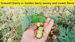 Ground cherry golden berry Rasbhari, is blessed with the goodness of essential nutrients