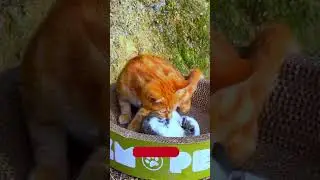 Kittens + Cuteness = Pure Magic! 😻✨ #CuteKittens #KittenMagic #KittensOfTikTok #FluffyKittens #Fyp