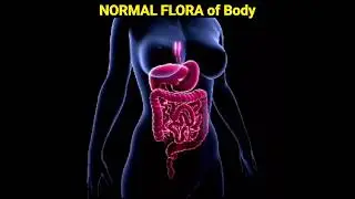 Normal flora of body?