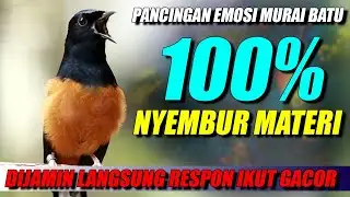 MURAI BATU GACOR ‼️SEKALI DENGAR LANGSUNG IKUT GACOR