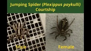 🕷️ Jumping Spider Mating Dance 💃 | Plexippus paykulli Courtship Ritual Explained 🎥✨ (Wild Behavior)