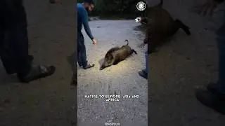 Дикий кабан 🐗 Не связывайтесь с ним!