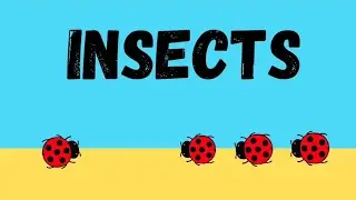 Insect names | 16 Insect names  and pictures for kids, toddler and children