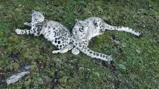 Mountain Predator | Snow Leopard vs Markhor Documentary