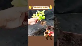 New Skill: Lemon Tree From Lemon | Grow Lemon tree at home