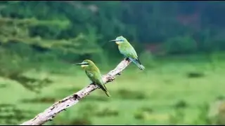 Blue-cheeked bee-eaters (Merops persicus) at Finch Hattons Live, Part 1 - Kenya - africam.com
