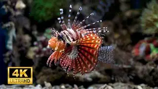 Most Beautiful Lion Fish 4k Marine Fish