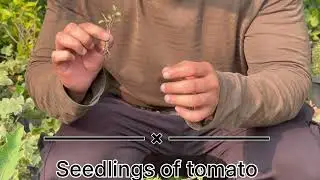 PRS nursery day 21, how to grow tomato seedlings and plants #dailyvlog #trending #viral #seedlings 