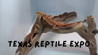Texas Reptile Expo September 2025 | Venomous Show