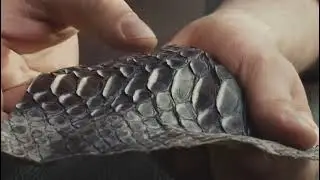 Would you substitute python meat for beef, chicken or fish??
