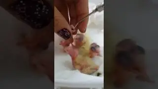 Como alimentar filhote de calopsita recém nascido(How to feed newborn baby cockatiel)
