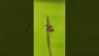 Weevil macro video