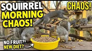 The squirrel patiently searches for food for its family during the snowy season.