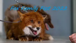 Орущие лисы с Fox Family Fest 2022 и не только...