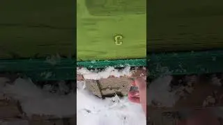 Pensez &agrave; d&eacute;neiger l'entr&eacute;e des ruches 🥶🌨️#api #savethebees #beekeeping #buddyguy