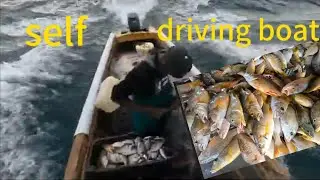 🇯🇲biggest dog tooth snapper 🏝catch of all time💯 13 miles out/10 hour trip with dad .must watch