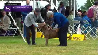Retrievers (Chesapeake Bay) | Breed Judging 2022