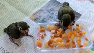 Baby barbets - just weaned
