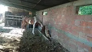 American saddlebred horse pinto 🐴 Central Asian Ovcharka - farm Tzouramani