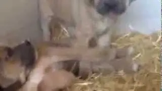 Cane Corso Blue Fawn video 26-10-13 DogCenter
