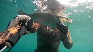 Spearfishing Compilation (Seabass, Bluefish, Brown Meagre, Mullet)