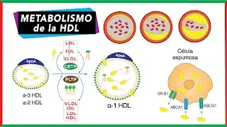 Metabolismo de HDL | Transporte Reverso del Colesterol