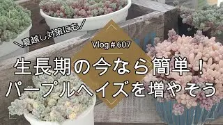 【Vlog607】【多肉植物】生長期の今なら簡単💜パープルヘイズを増やそう【夏越し対策】【つぶつぶ多肉】【アイシクルミント】