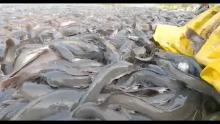 Awesome! Response of wild catfish to this feed ।।  Hybrid Wild Catfish Farming Business