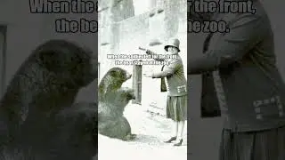 The Real Bear Behind Winnie the Pooh🐻#winniethepoohthemecake #bear #winnipeg #ww1 #documentary #war