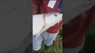 5G Mrigal carp|CARPFISH