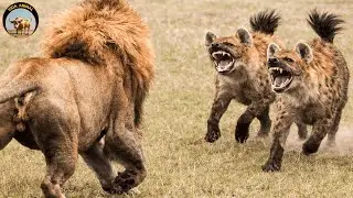 Perro Salvaje Africano – El Depredador en Manada Más Temido de la Sabana #animales | Vida Animal TV