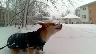 Snow Chalupa