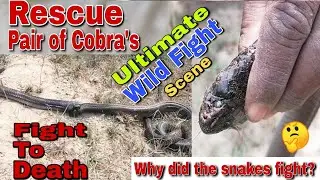 Best Of Snake Fight Scene | Skill Catch Poisonous Snakes Of Professional Hunters | World Wild Talent