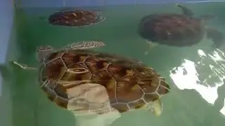 Sea Turtle Hospital. Sea Turtle Conservation Center. Thailand.