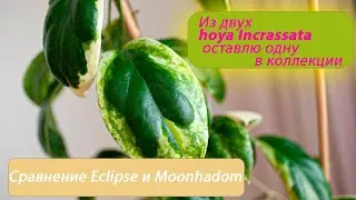 Из двух hoya Incrassata оставлю одну в коллекции...