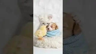 A Kitten Welcomes Two Tiny Friends Into a Heartwarming Playdate #CutePets #KittenLove #TinyFriends
