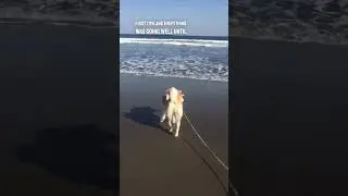 When you take your dog to the beach for the first time 😂