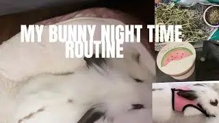My Bunny Night Time Routine| How to Check Your Bunny Poop for Signs of Sickness | Rabbit Grooming
