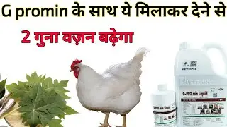 G promin के मात्र एक चीज मिला दो वजन 2 गुना। Murge ka vajan kaise bathaye। Broiler murge ka vajan 