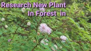 New Research Plant see one time