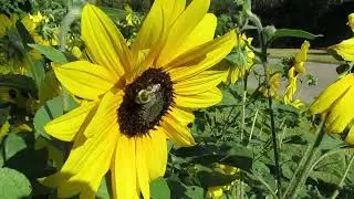 Pollinators, Rockway Gardens, Kitchener, Ontario