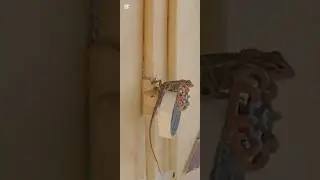 A Garden Lizard Rolling Masking Tape 😲
