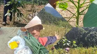 The process of tying bamboo support for Rubber tree 🌳 in the fram