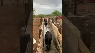 cow wash