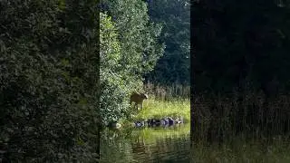 I met him while fishing. #deer #hunting #hunter #nature #animals #animal