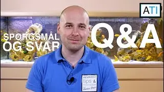 Q&A 1 - Hold akvarierne p&aelig;ne? BiOrb akvarie? Brug af g&oslash;dning? Fokus videoer?