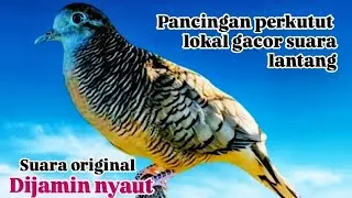 Pancingan perkutut lokal Gacor irama dobel ketek