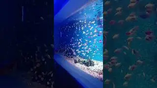 Gangnam🐠Style💥😎#aviaphariya#ytshorts#shortsfeed#viral#trending#shorts#songs#desi#system#fish
