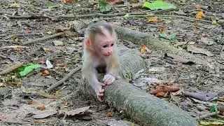 baby monkey learn to walk